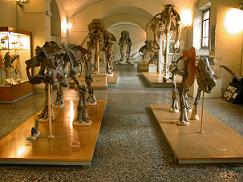 Museo di Storia Naturale Sez. Geologia e Paleontologia