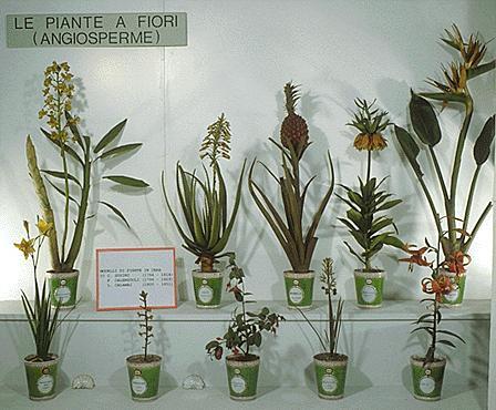 botanical-museum2.jpg