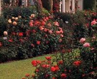 Jardin des roses