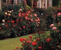 Garden of the roses