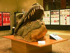 Geologie und Paläontologie Museum