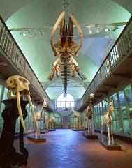 Zoology museum