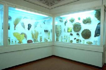 Zoology museum