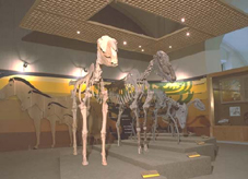 Museo di Storia Naturale dell'Università di Firenze